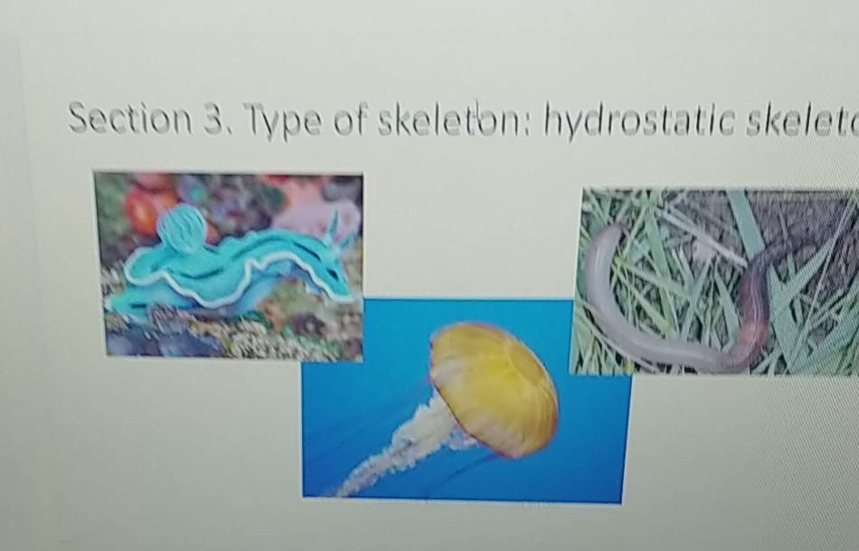 Solved Section 3. The Type of Skeleton in the Animal Some 