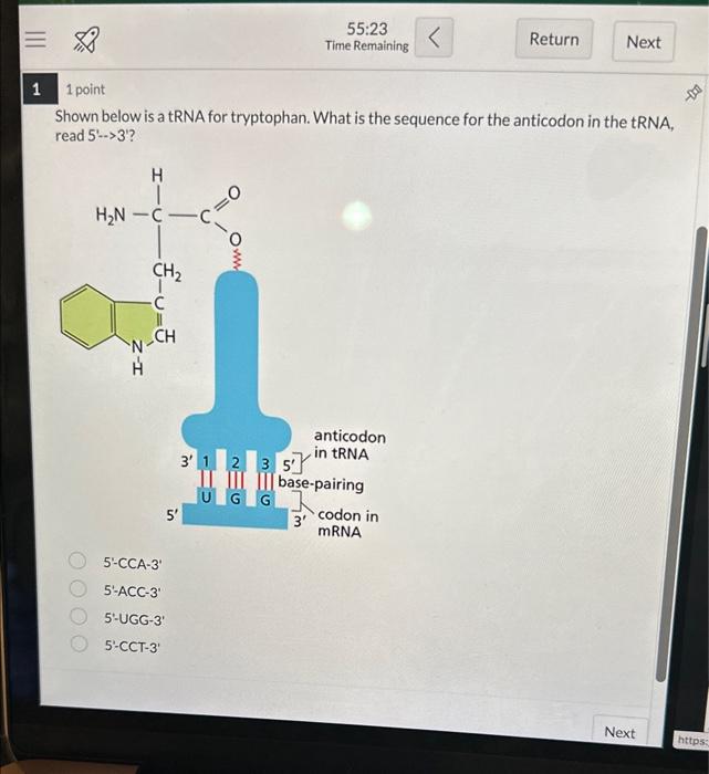 Shown below is a tRNA for tryptophan. What is the sequence for the anticodon in the tRNA, read \( 5^{\prime} \rightarrow>3^{\