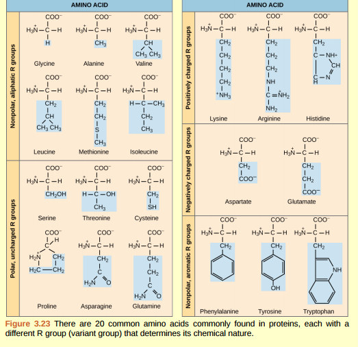 Solved: Figure 3.23 Which categories of amino acid would you expec ...