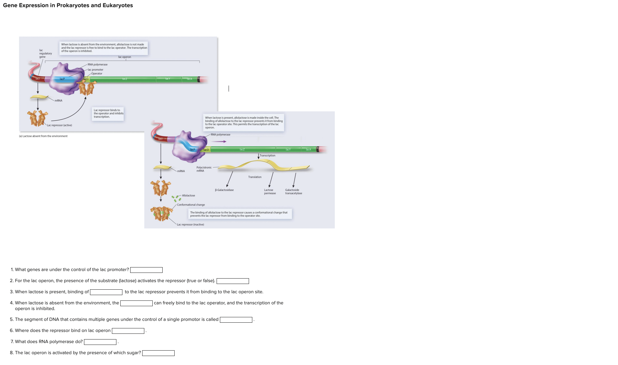 Solved Gene Expression in Prokaryotes and EukaryotesWhat | Chegg.com