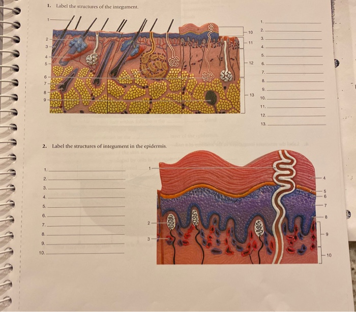 Solved 1. Label the structures of the integument. MI / un AL | Chegg.com