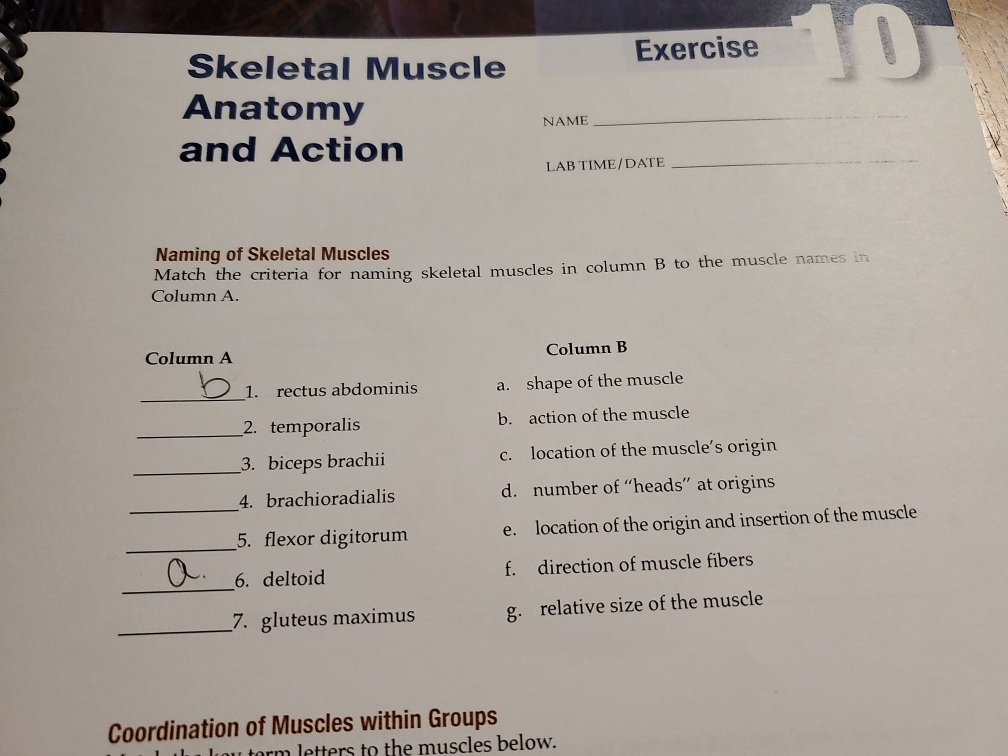 Solved Exercise Skeletal Muscle Anatomy And Action Name Lab Chegg Com