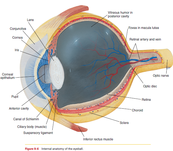 iris-diagram