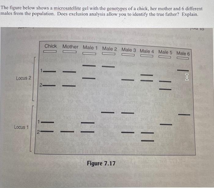 Solved The Figure Below Shows A Microsatellite Gel With The | Chegg.com