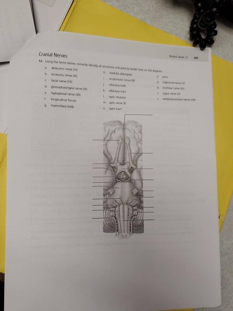 Solved 291 Review Sheet 17 Cranial Nerves 12. Using the | Chegg.com