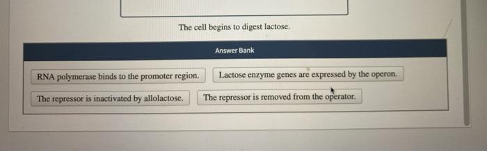 Solved The lac operon in E. coli controls the gene | Chegg.com