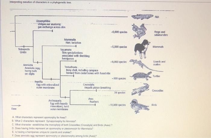 Interpreting evoution of characters in a phylogenesic | Chegg.com