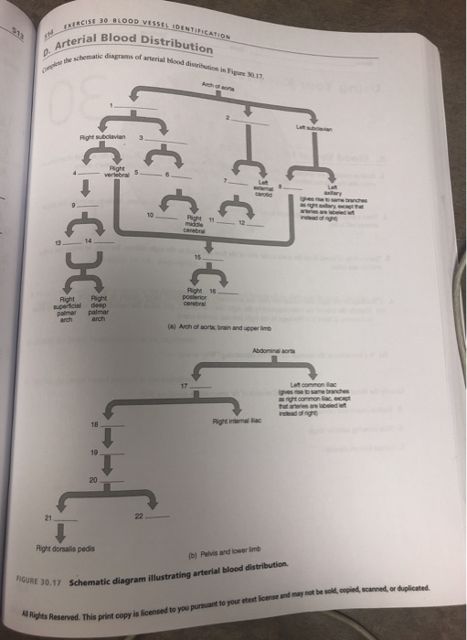 Schematic Diagram Of Arterial Blood Distribution