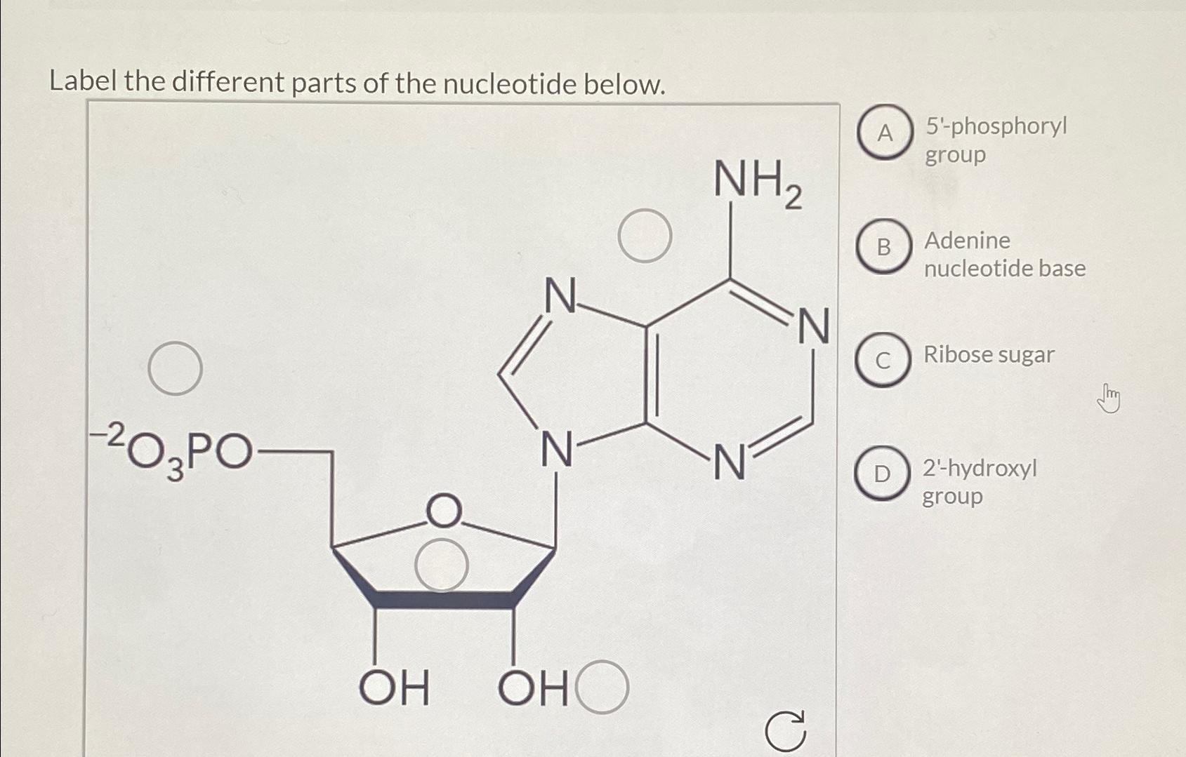 Solved Label the different parts of the nucleotide