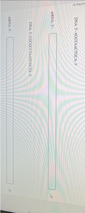 Solved Transcribe the given DNA sequences to mRNA. DNA: | Chegg.com