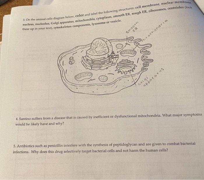 animal cell diagram not labeled with color