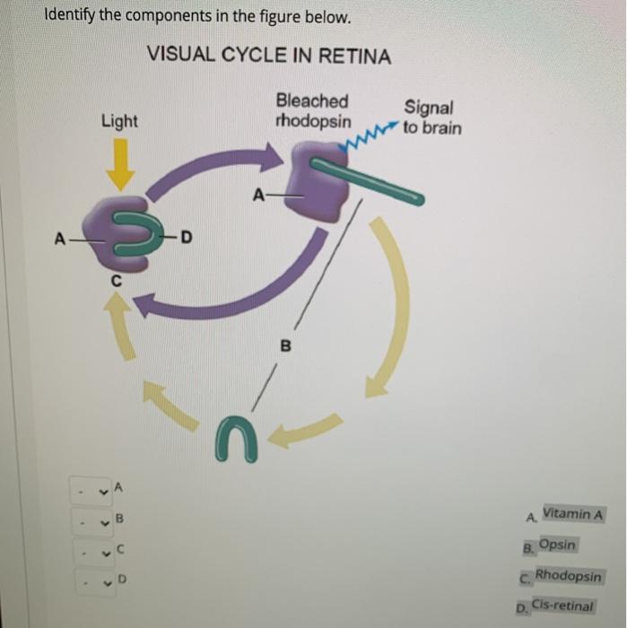 Solved Identify the components in the figure below. VISUAL | Chegg.com