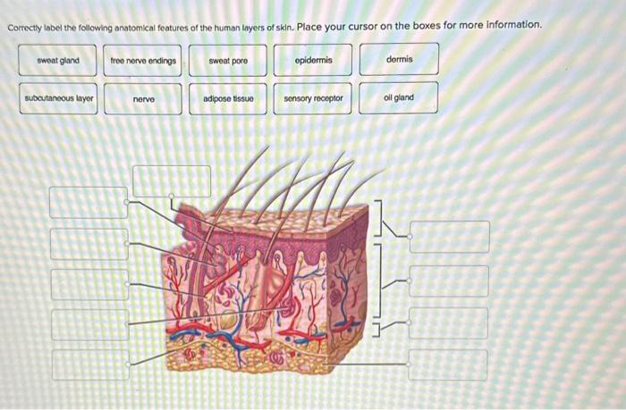 Solved Correctly label the following anatomical features of | Chegg.com