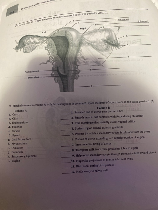 Solved ar Human An Lay rab the formale reproductive | Chegg.com