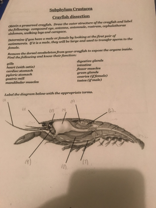 crayfish-dissection-worksheet-answers