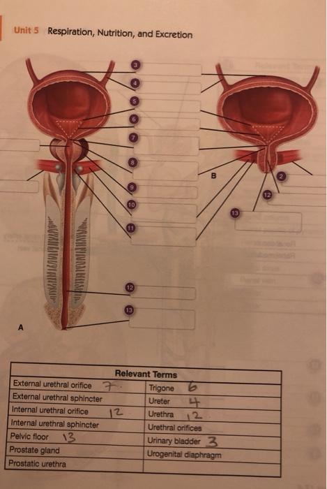 Unit 5 Respiration, Nutrition, and Excretion 10 12 Relevant Terms Trigone 6 12 External urethral orifice External urethral sp