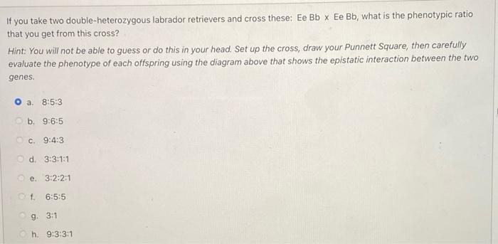 Solved If You Take Two Double-heterozygous Labrador | Chegg.com