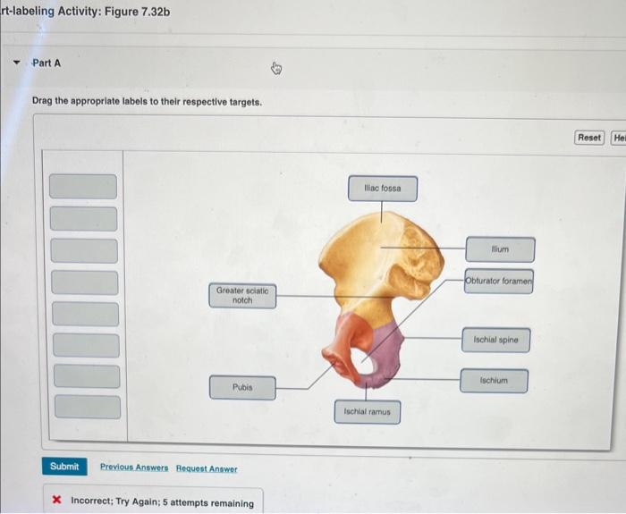 Solved Drag the appropriate labels to their respective | Chegg.com