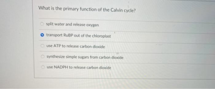 Solved What is the primary function of the Calvin cycle? | Chegg.com