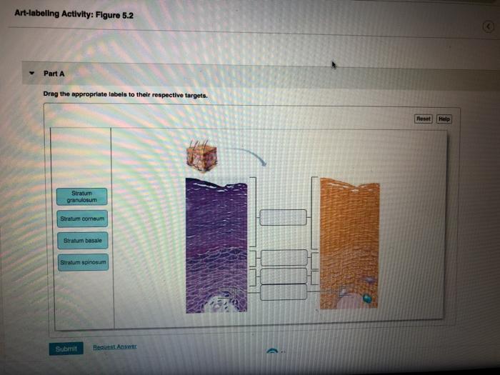 Solved Art-labeling Activity: Figure 5.2 Part A Drag The | Chegg.com