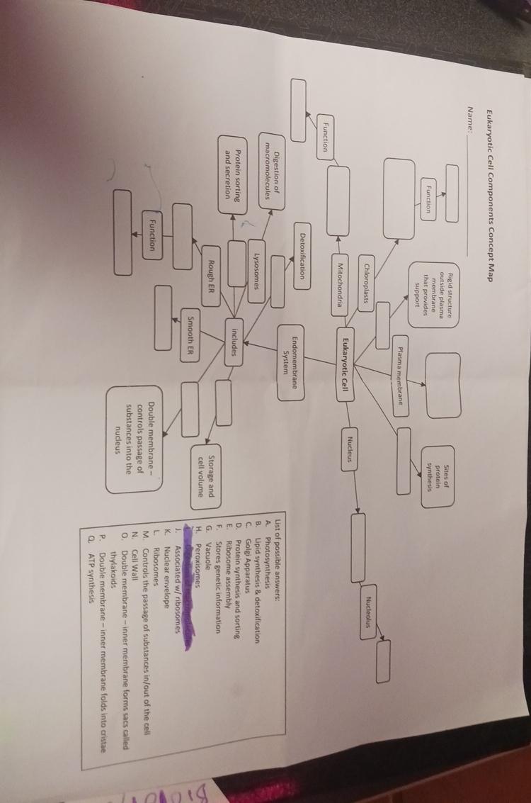 Solved Eukaryotic Cell Components Concept Map