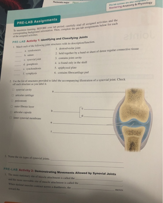 Solved Pectoralis major Flex Mastering Anatomy & Physiology | Chegg.com