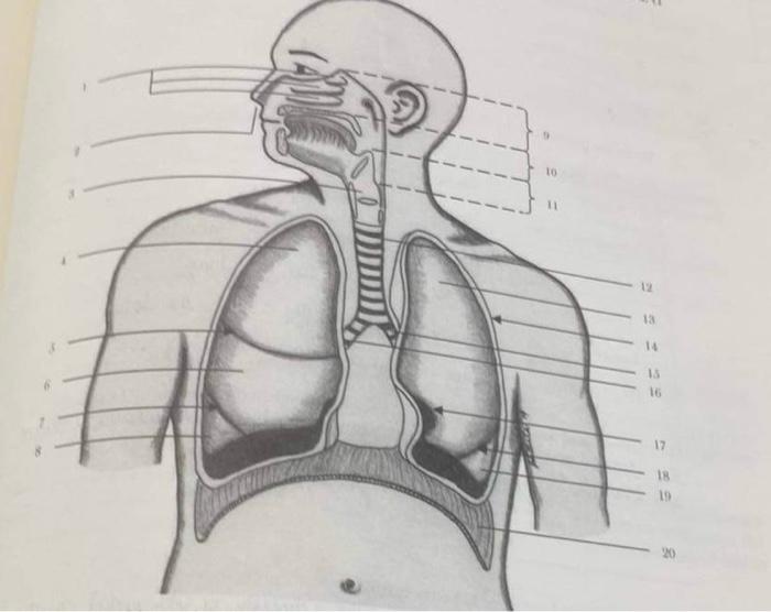 Solved identify the parts of respiratory system Biology Diagrams