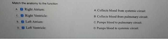 Match the anatomy to the function A Right Atrium: c. Right Ventricle: B. B Left Atrium: D. B Left Ventricle: A. Collects bloo