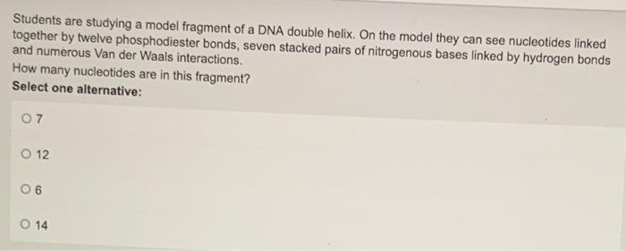 Students are studying a model fragment of a DNA double helix. On the model they can see nucleotides linked together by twelve