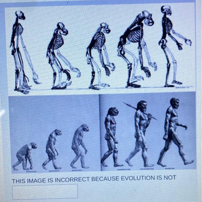 Solved THIS IMAGE IS INCORRECT BECAUSE EVOLUTION IS NOT | Chegg.com
