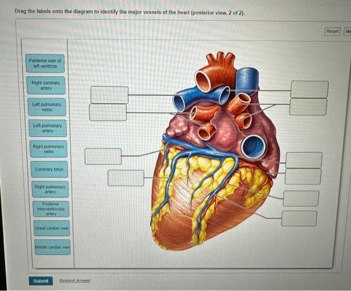 Solved Drag the tabels onto the diagram to identify the | Chegg.com