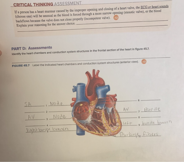 critical thinking questions about the heart