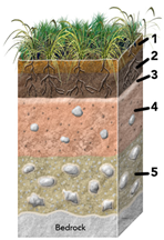 Solved: Which of the numbered soil horizons is most likely to h ...