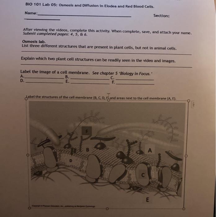 Solved BIO 101 Lab 05: Osmosis and Diffusion in Elodea and | Chegg.com