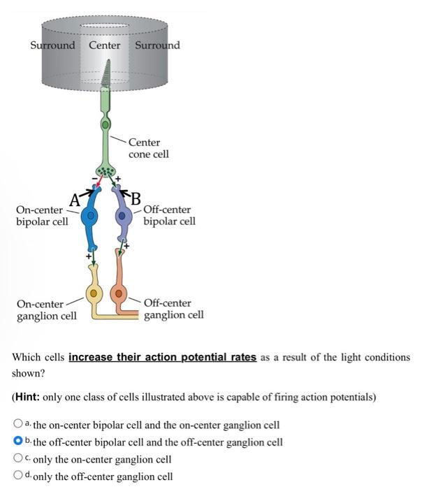 Solved Which cells increase their action potential rates as | Chegg.com