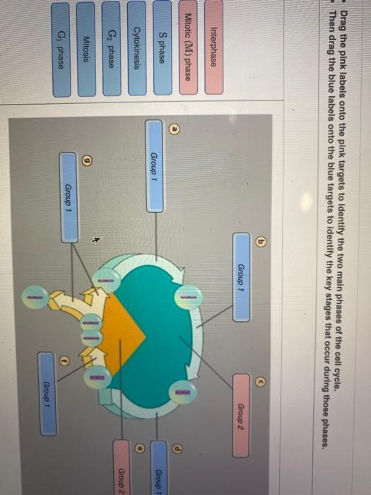 bioflix-activity-mitosis-stages-of-the-cell-cycle