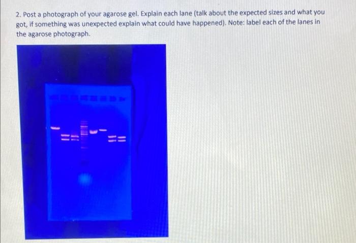 Solved Agarose Gels Results Analysis 1. Complete The | Chegg.com