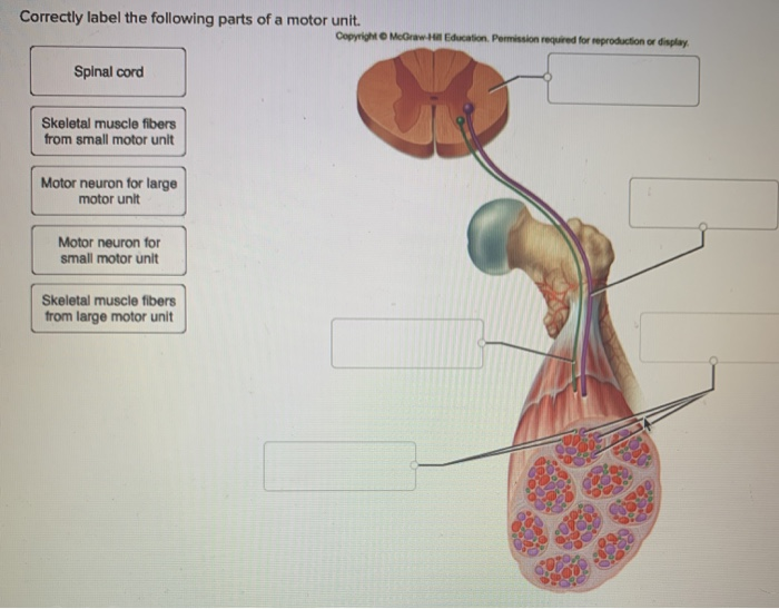 Correctly Label The Following Parts Of A Skeletal Muscle Fiber