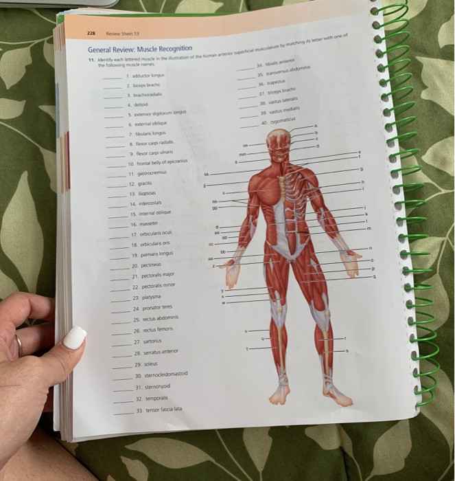 Solved 228 Review Sheet 13 General Review Muscle Recogni Chegg Com