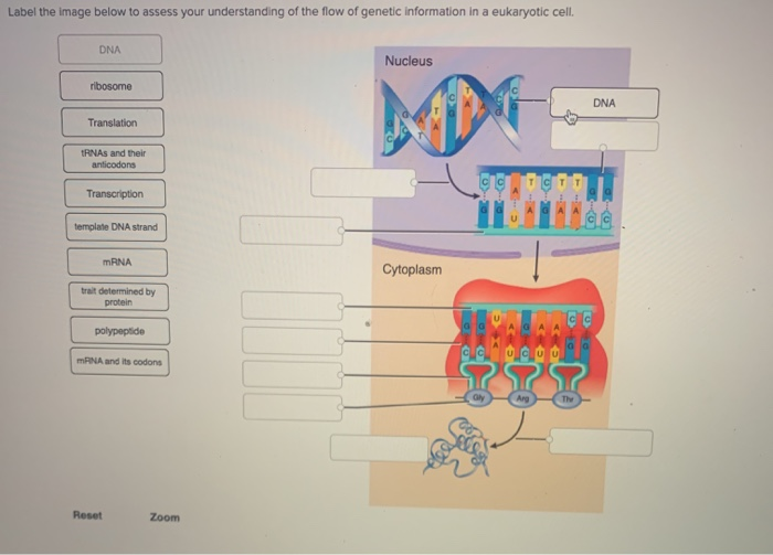 What Is Determined By The Genetic Information In Dna