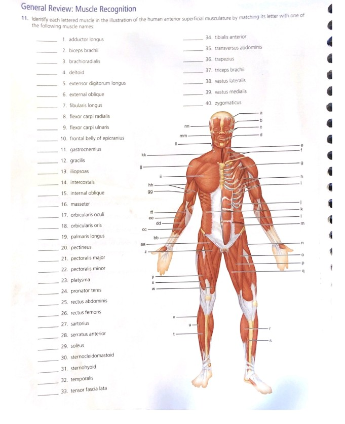 Solved General Review Muscle Recognition Identify Each L Chegg Com