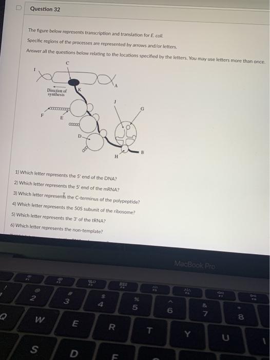 Solved Question 32 The figure below represents transcription | Chegg.com