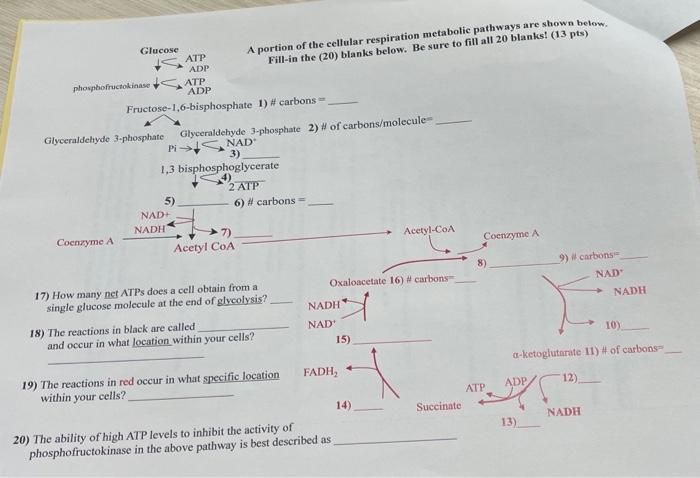 Solved Glucose ATP A portion of the cellular respiration | Chegg.com