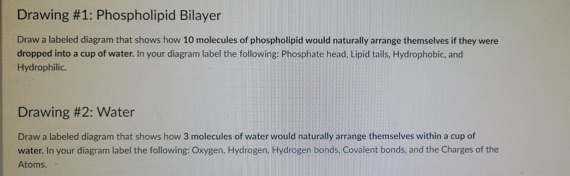 Solved Drawing #1: Phospholipid Bilayer Draw a labeled Chegg com
