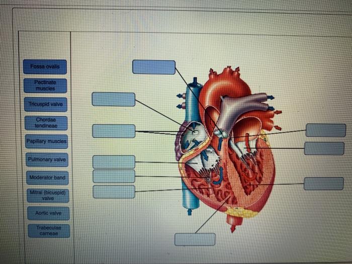 Solved Fossa avalls Pectinate muscles Tricuspid valve