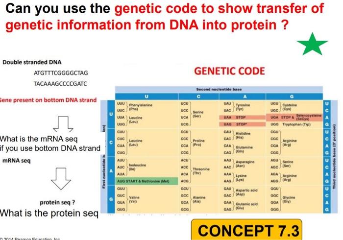 Solved What is the mRNA seq if you use bottom DNA strandWhat | Chegg.com
