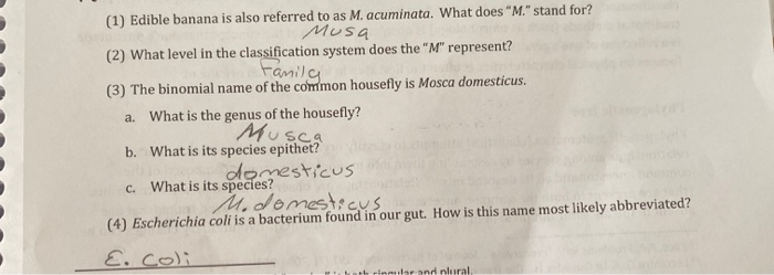 Solved (1) Edible banana is also referred to as M. | Chegg.com