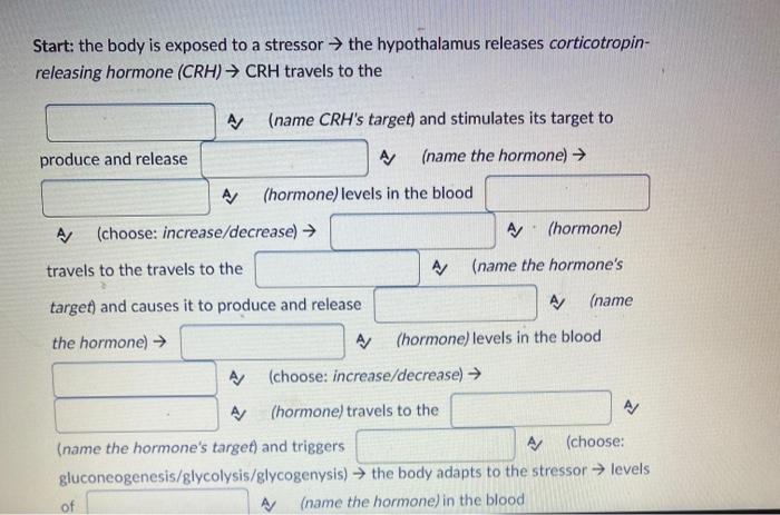 Start: the body is exposed to a stressor → the hypothalamus releases corticotropin- releasing hormone (CRH) → CRH travels to