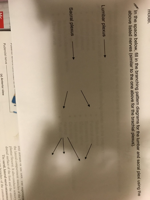 Model In The Space Below Fill In The Branching P Chegg Com