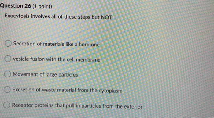 exocytosis steps